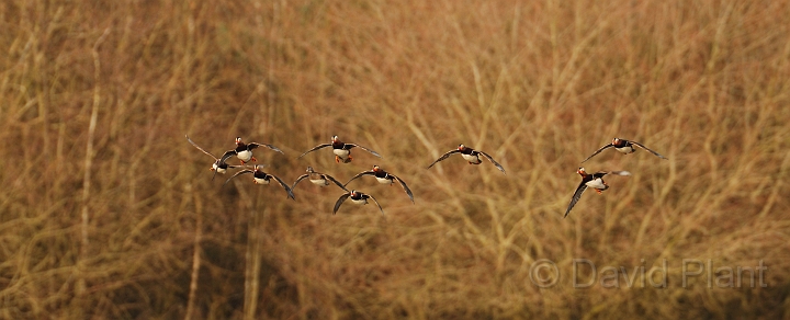 Mandarin males and female - E.jpg - Mandarin, female being chased by males in flight - Forest of Dean